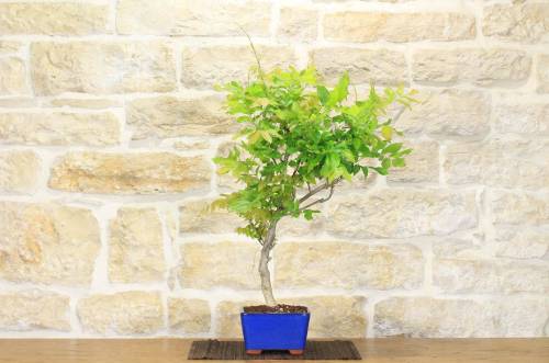 2 - Bonsai di Glicine Giapponese a fiore bianco (14)