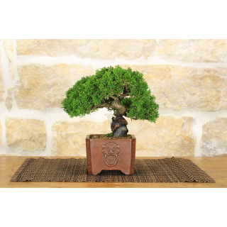 Itoigawa Juniper bonsai tree (86)