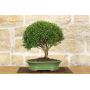 Myrtle bonsai tree Microphylla (24)