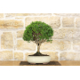 Myrtle bonsai tree Microphylla (25)