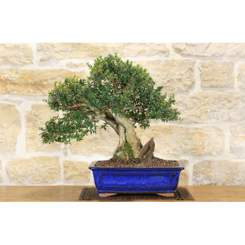 Myrtle bonsai tree Tarentine (58)