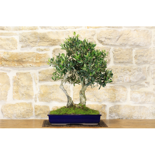 Olive bonsai (146)