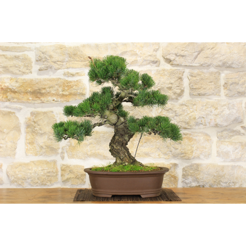Pine Pentaphilla bonsai tree (38)