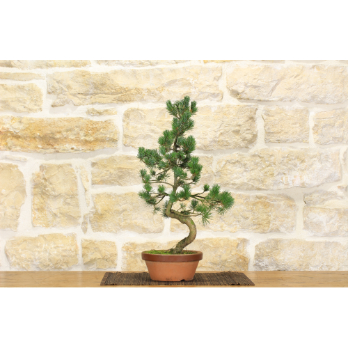 Pre bonsai di Pino Pentaphilla (2)