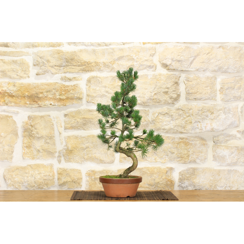 Pine Pentaphilla pre bonsai (2)
