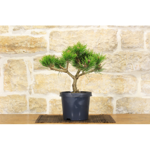 Pre-Bonsai Red Pine Densiflora \"Low Glow\"