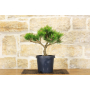 Pre bonsai Red Pine Densiflora \"Low Glow\"