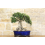 Olive bonsai (149)