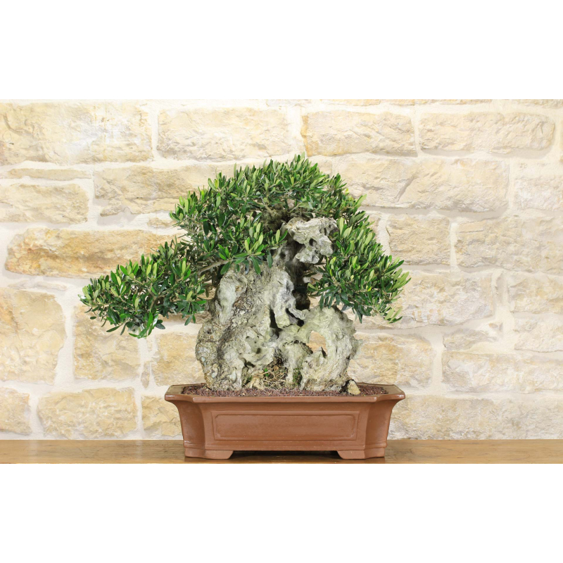 Olive bonsai (150)