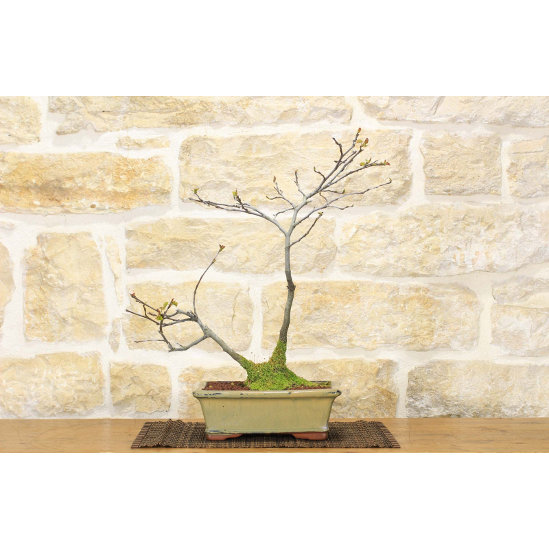 Cercis bonsai - Judas tree (59)