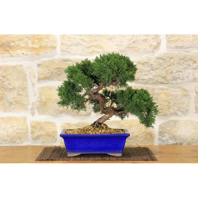 Juniper bonsai tree (24)