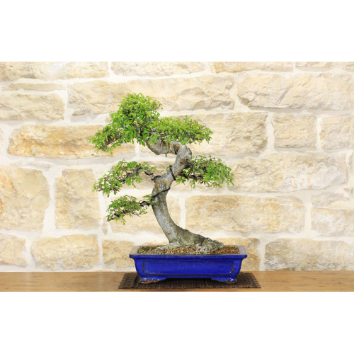 Zelkova bonsai tree (70)