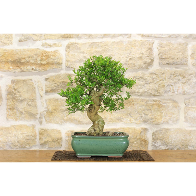 Ash bonsai tree (8)