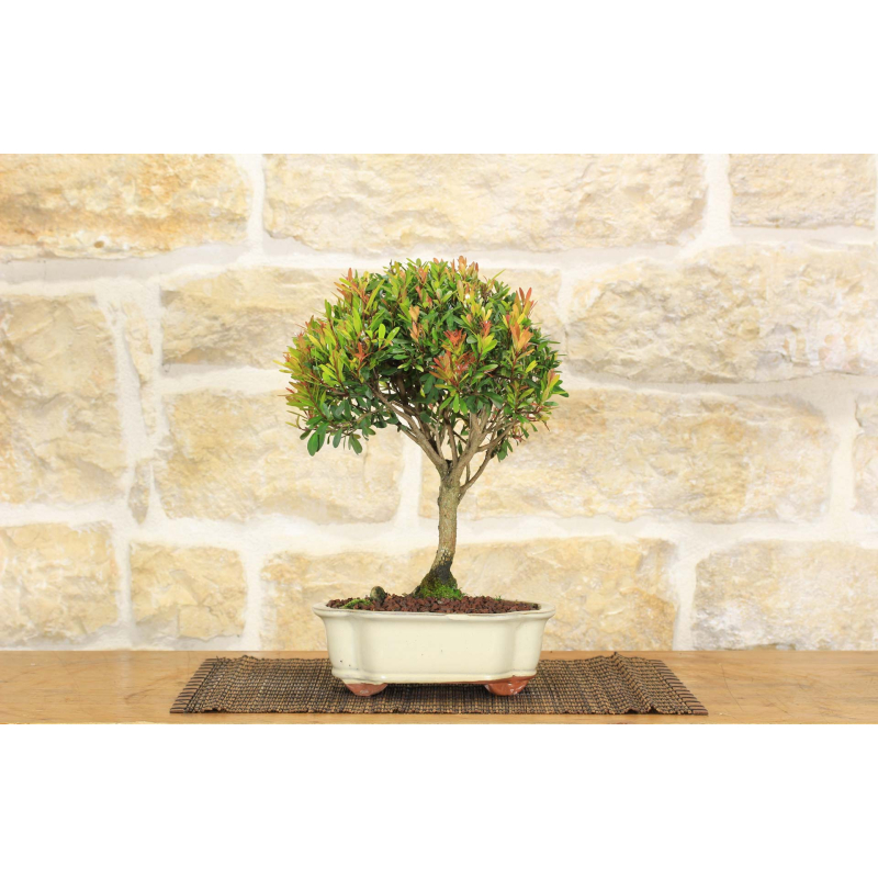 Chinese myrtle bonsai tree (9)
