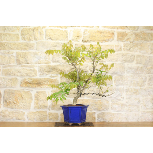 Japanese wisteria bonsai tree (8)