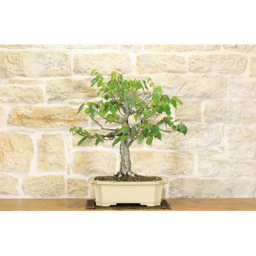 Lime bonsai tree (1)