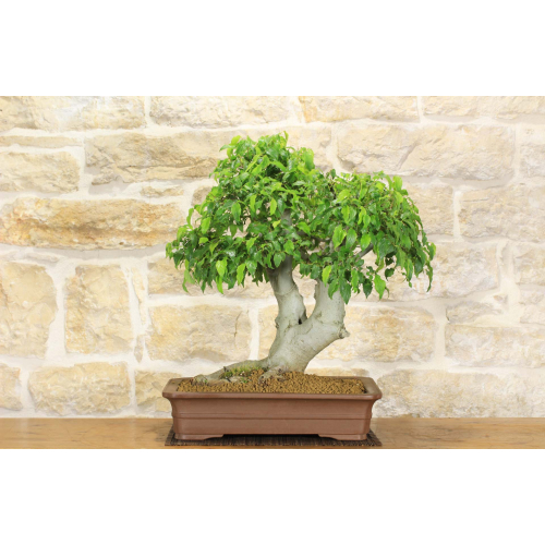 Hackberry bonsai tree (13)