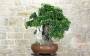Bonsai di Corniolo Selvatico (99)