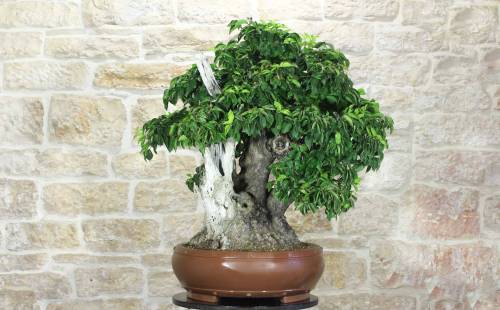 Bonsai di Corniolo Selvatico (99)