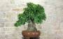 3 - Bonsai di Corniolo Selvatico (99)