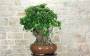 4 - Bonsai di Corniolo Selvatico (99)