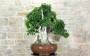 5 - Bonsai di Corniolo Selvatico (99)