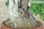 6 - Bonsai di Corniolo Selvatico (99)