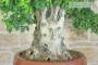 7 - Bonsai di Corniolo Selvatico (99)