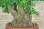 8 - Bonsai di Corniolo Selvatico (99)