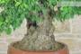 9 - Bonsai di Corniolo Selvatico (99)