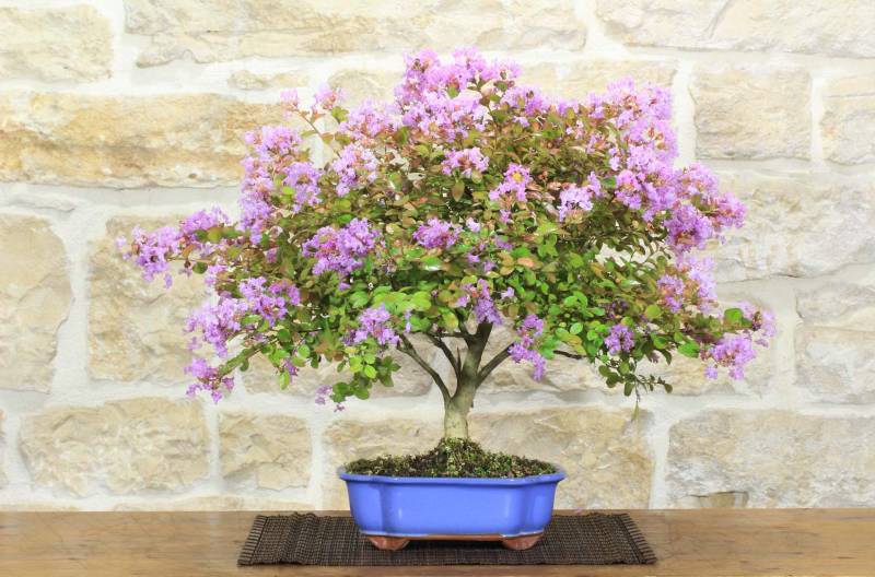 9 - Bonsai di Lagerstroemia nana (38)