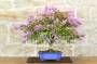 9 - Bonsai di Lagerstroemia nana (38)