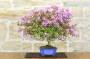 10 - Bonsai di Lagerstroemia nana (38)