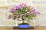 11 - Bonsai di Lagerstroemia nana (38)