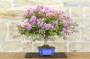 12 - Bonsai di Lagerstroemia nana (38)