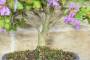 13 - Bonsai di Lagerstroemia nana (38)