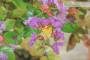 14 - Bonsai di Lagerstroemia nana (38)