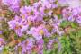 16 - Bonsai di Lagerstroemia nana (38)