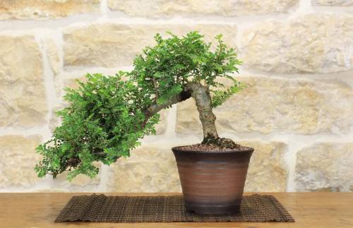 2 - Bonsai di Olmo Parvifolia "Seiju" (90)