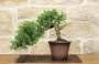 2 - Bonsai di Olmo Parvifolia "Seiju" (90)
