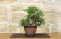 3 - Bonsai di Olmo Parvifolia "Seiju" (90)
