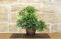 5 - Bonsai di Olmo Parvifolia "Seiju" (90)