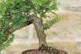 6 - Bonsai di Olmo Parvifolia "Seiju" (90)