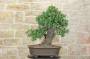 2 - Bonsai di Pero Selvatico (21)