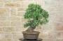 3 - Bonsai di Pero Selvatico (21)