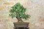 4 - Bonsai di Pero Selvatico (21)