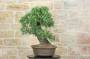 5 - Bonsai di Pero Selvatico (21)
