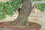6 - Bonsai di Pero Selvatico (21)