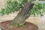 7 - Bonsai di Pero Selvatico (21)