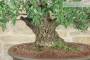 8 - Bonsai di Pero Selvatico (21)